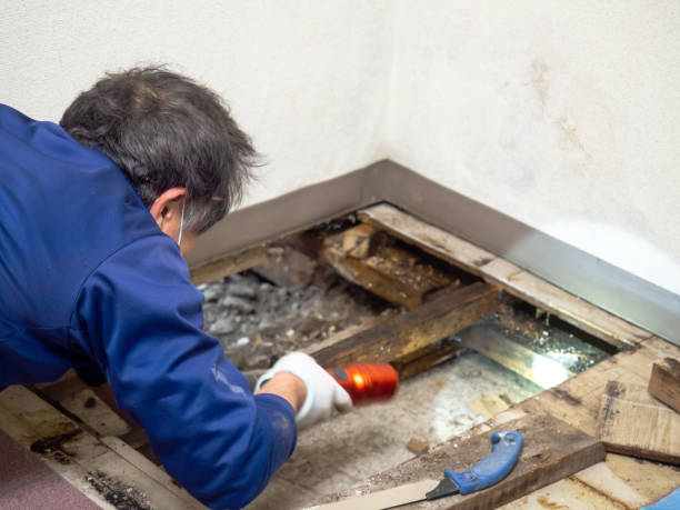 Best Crawl Space Mold Remediation in Kansas City, MO