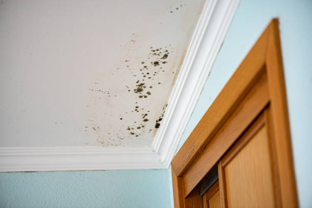 Best Residential Mold Remediation in Kansas City, MO