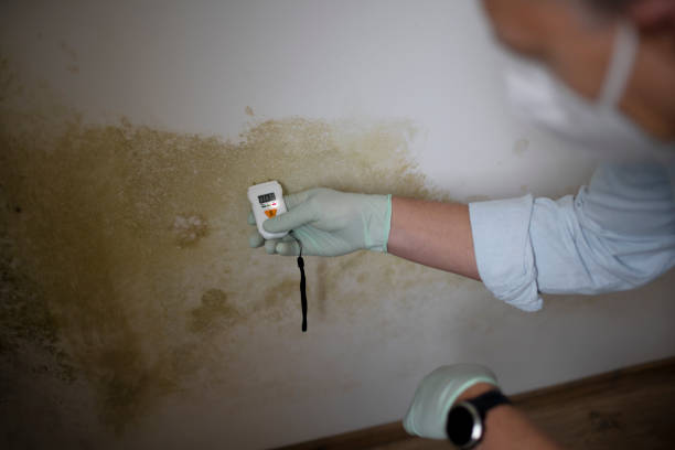 Best Emergency Mold Remediation in Kansas City, MO