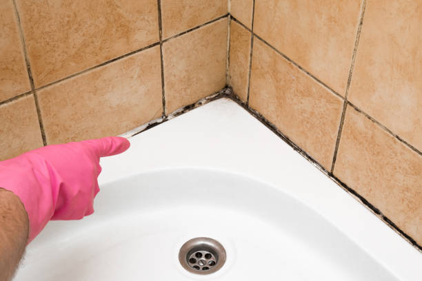 Best Industrial Mold Remediation in Kansas City, MO