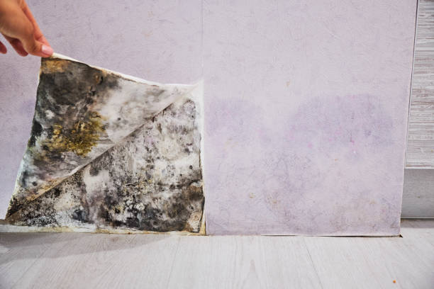 Trusted Kansas City, MO Mold Remediation Experts